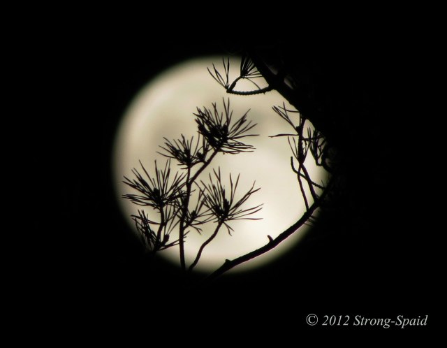 Pine-tree-moon