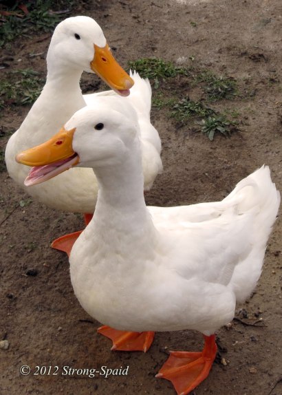 duck-reprimand
